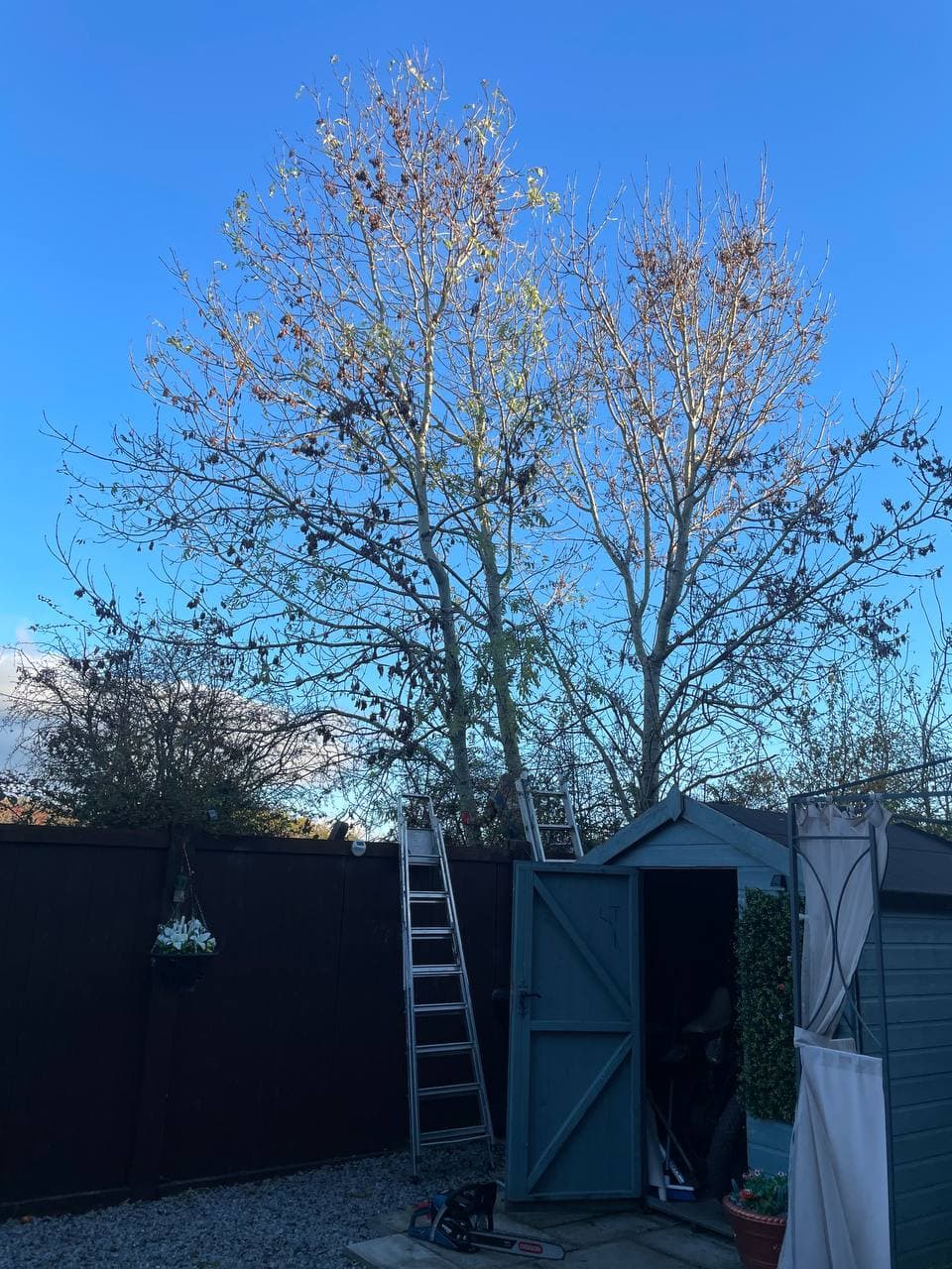 A mature ash tree being dismantled, with a ladder and chainsaw on site