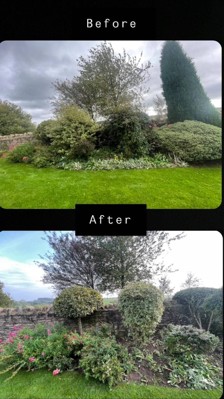 Before and after of garden border trees and shrubs reduced