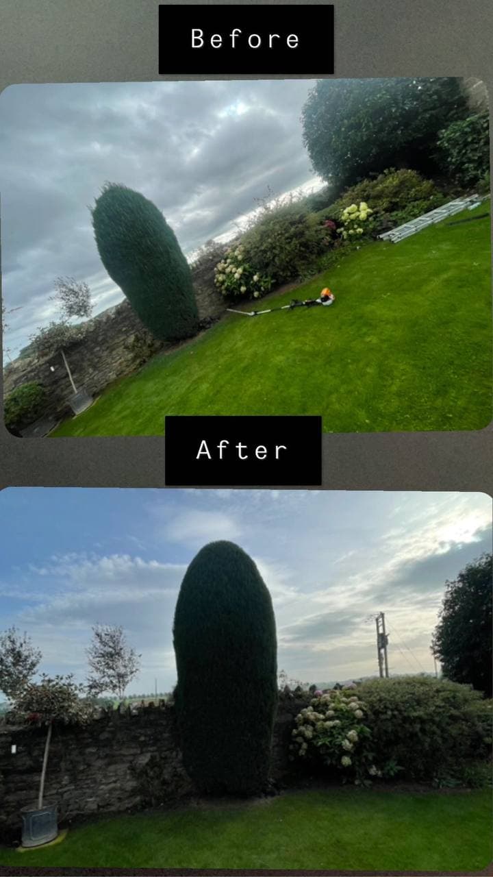 Before and after of a conifer reshaped and tidied