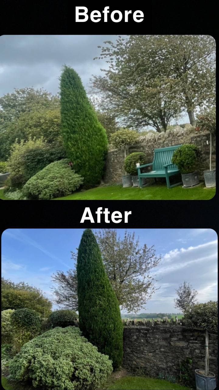 Before and after of a tall conifer trimmed back to shape