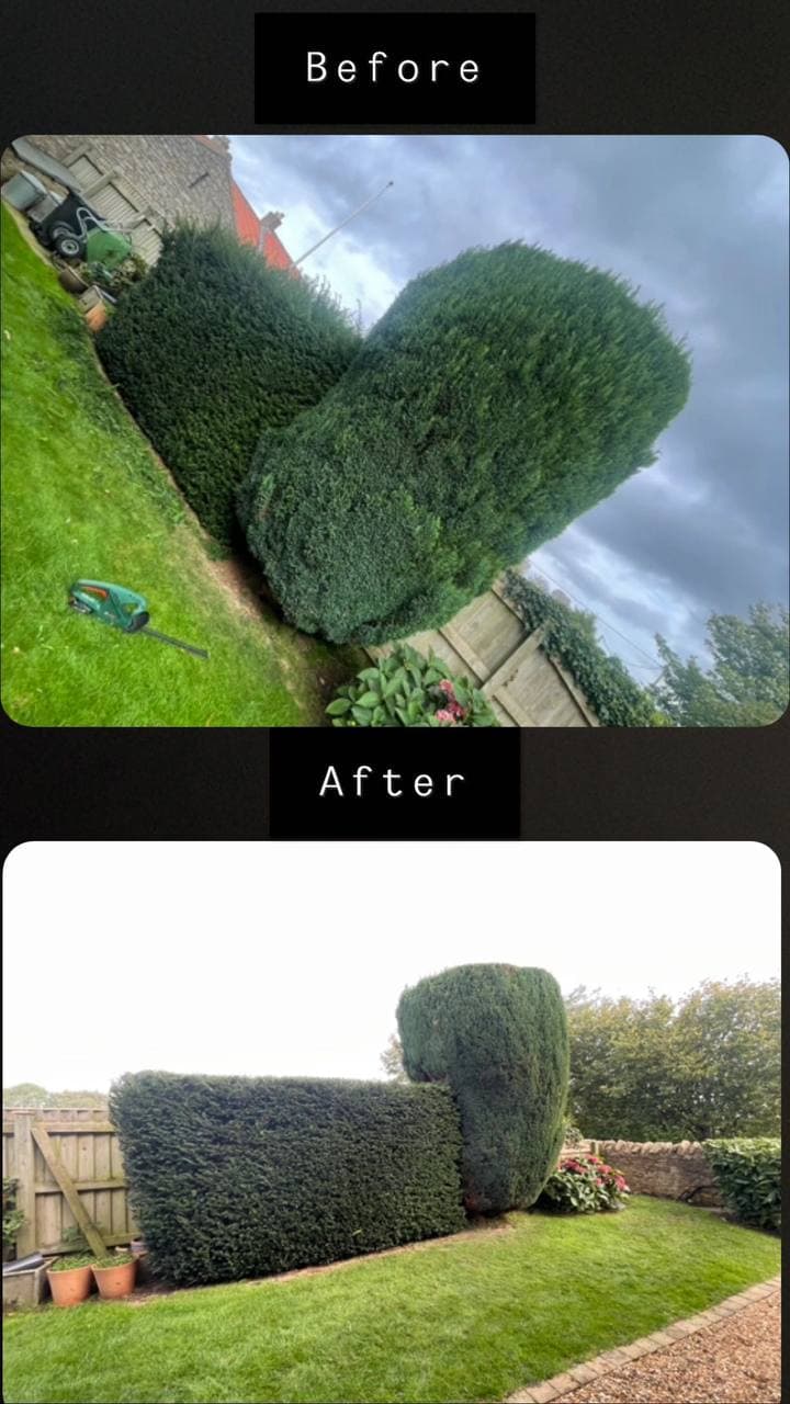 Before and after of a conifer hedge cut back square