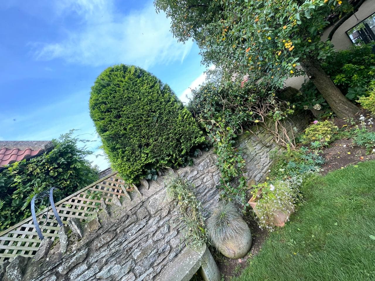 Clipped topiary kept in shape beside a fruit tree and a stone wall