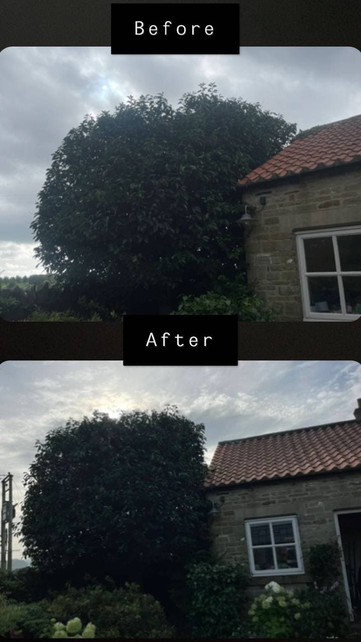 Before and after of an overgrown tree cut back from a cottage