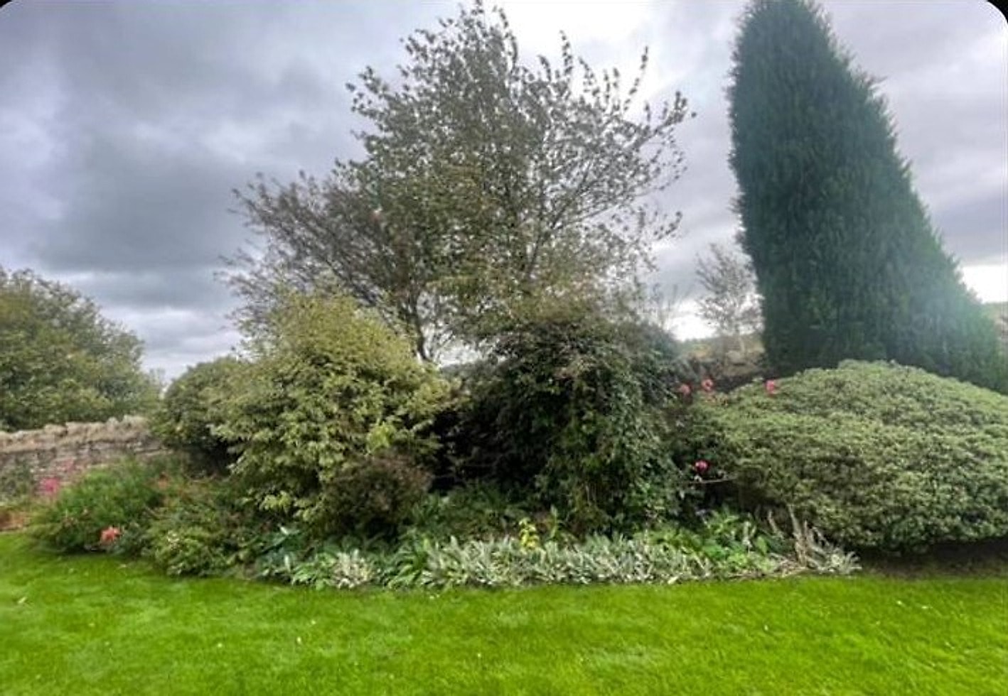 A garden border overgrown with tangled shrubs against a grey sky