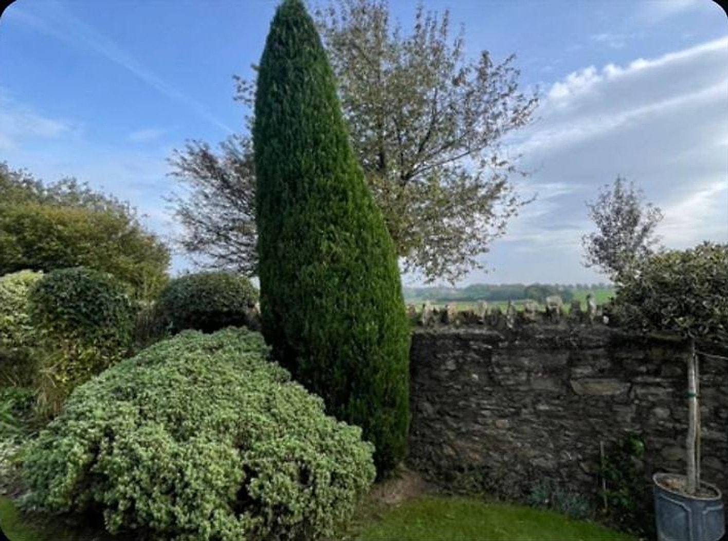 The same conifer trimmed back to a clean, tapered shape