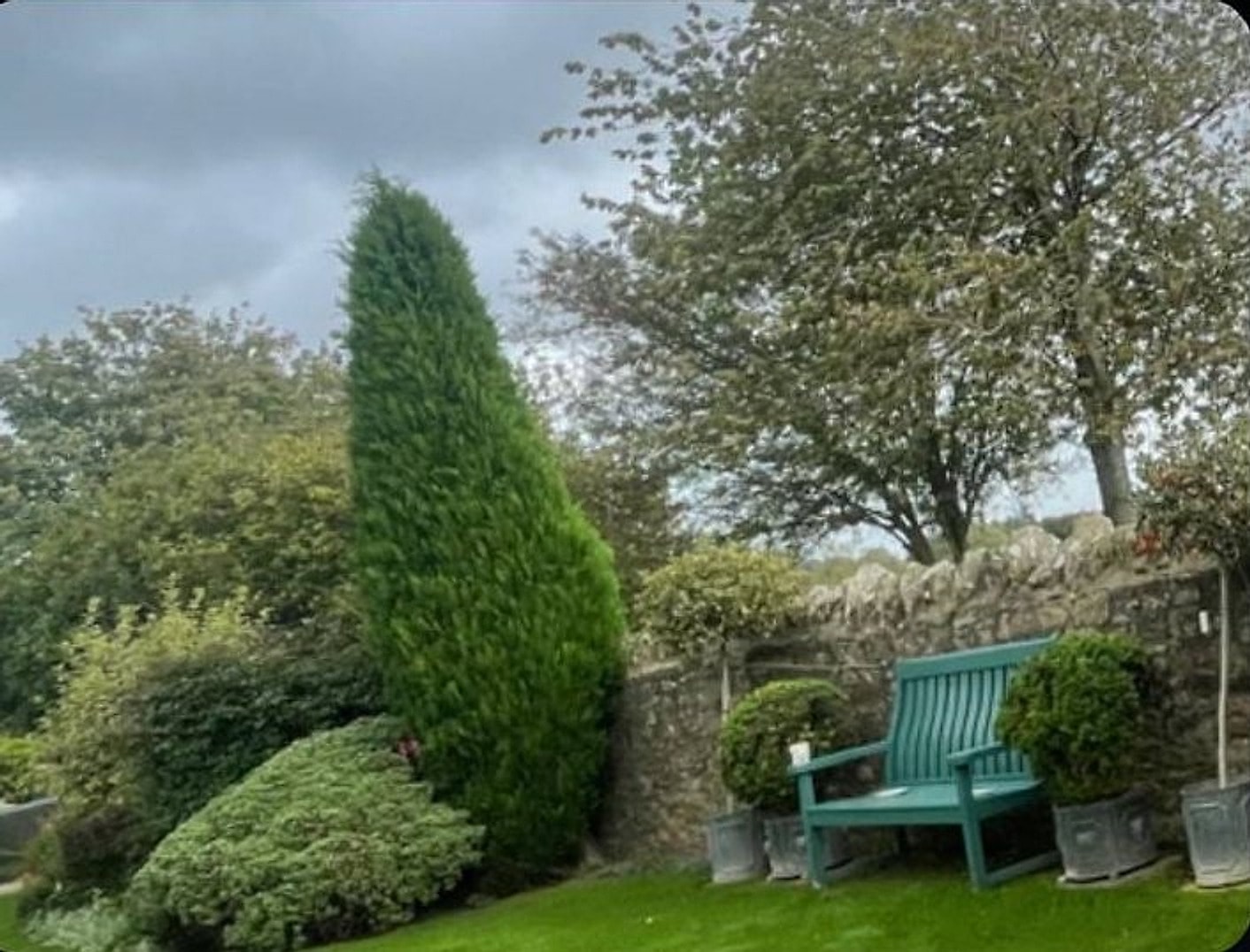 An overgrown conifer losing its shape against a grey sky